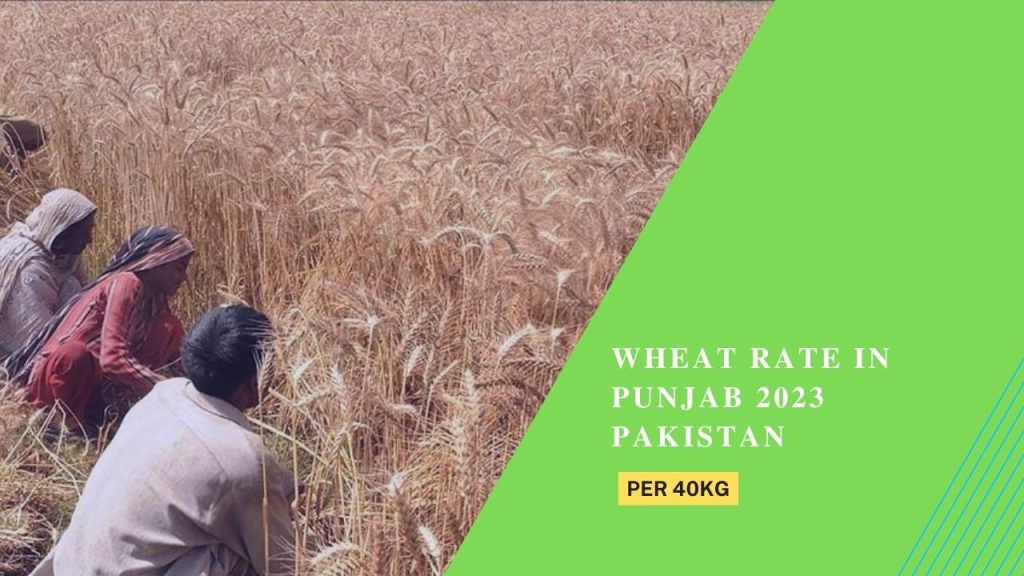 Today Wheat Rate in Punjab 2023 Pakistan